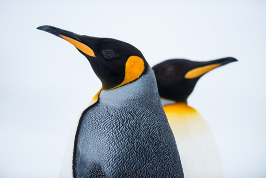 King penguins