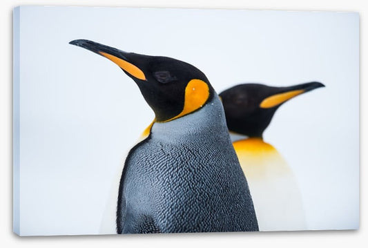King penguins