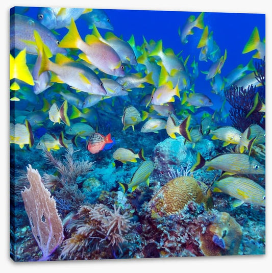 Snapper swim