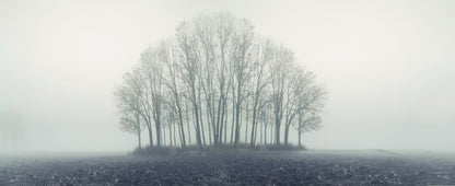 Copse through the mist