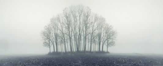 Copse through the mist