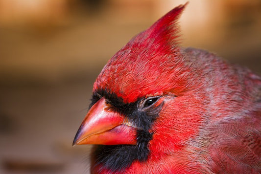 Crested cardinal