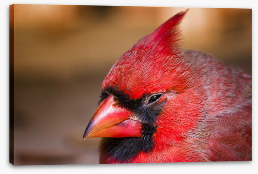 Crested cardinal