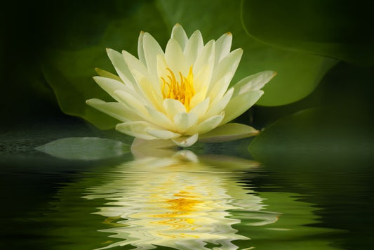 Water lily reflection