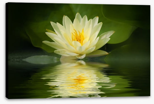 Water lily reflection