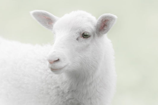 A little sheepish