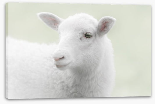A little sheepish
