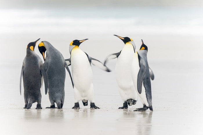 Dance of the penguins