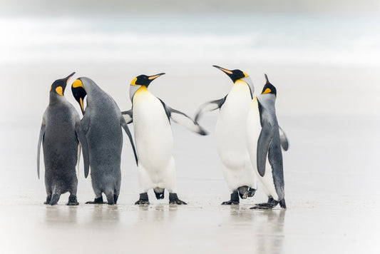 Dance of the penguins