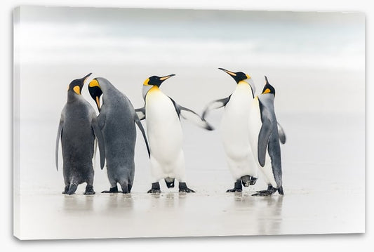 Dance of the penguins