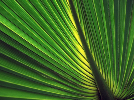 Iridescent palm