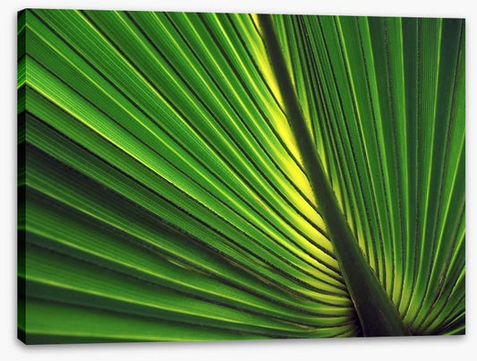 Iridescent palm