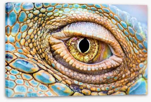 Reptiles / Amphibian