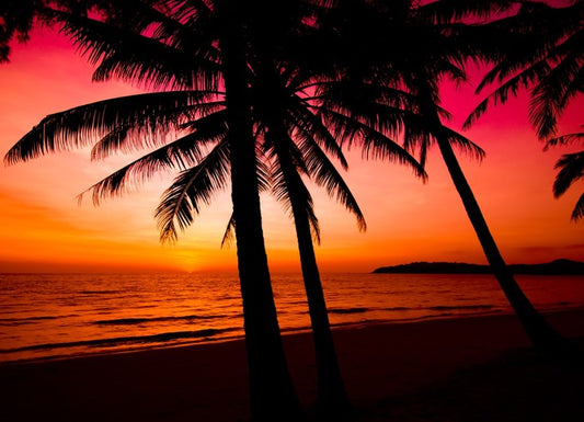 Tropical sunset silhouette