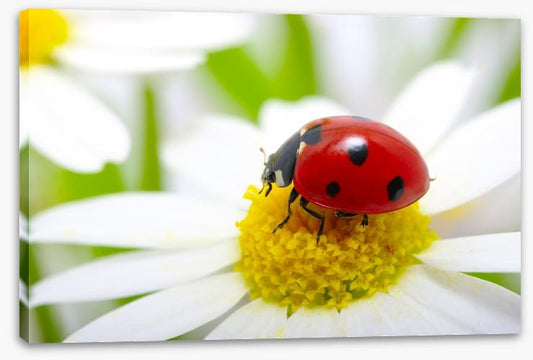 Ladybug daisy