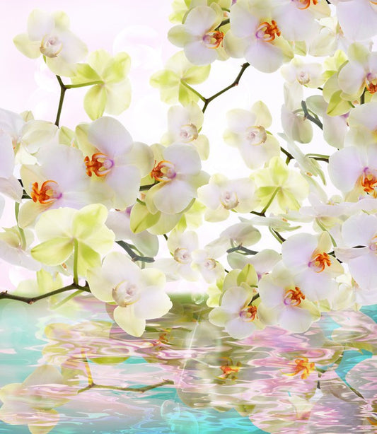 Japanese orchid reflections
