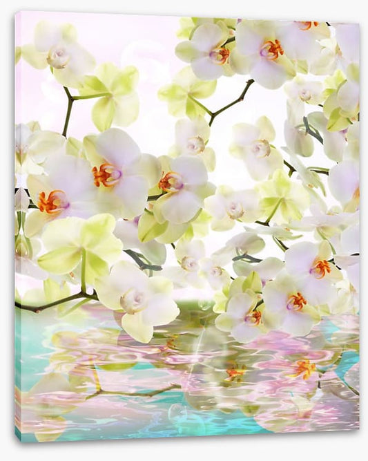 Japanese orchid reflections
