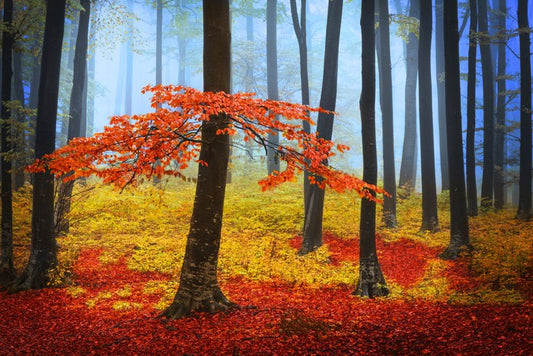 Forests