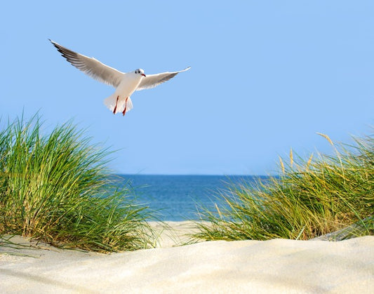 Sand dunes and seagull