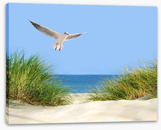 Sand dunes and seagull