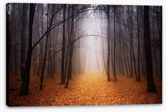 Golden foggy forest