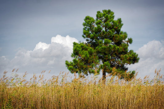 Trees