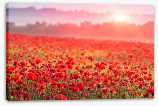 Poppy morning mist
