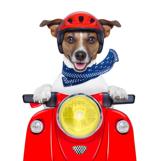 Joy rider