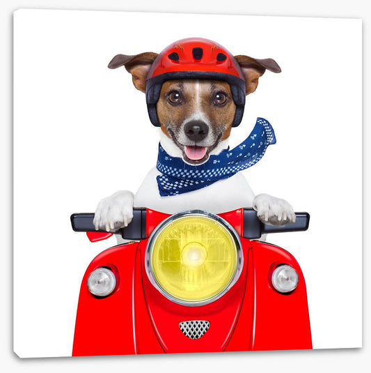 Joy rider
