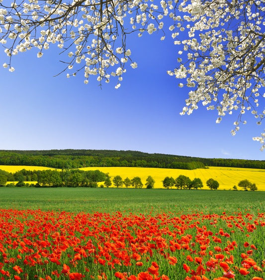 Canola and poppies