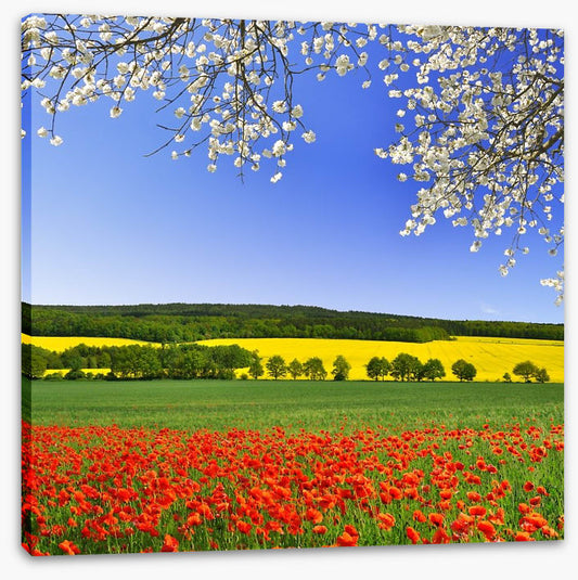 Canola and poppies