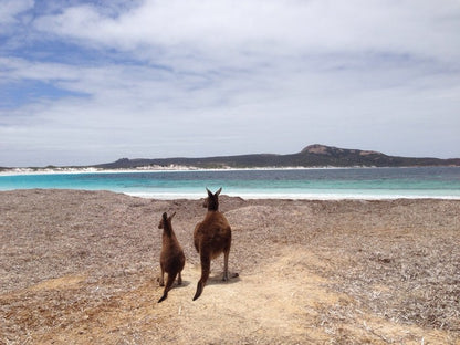 Beach kangaroos