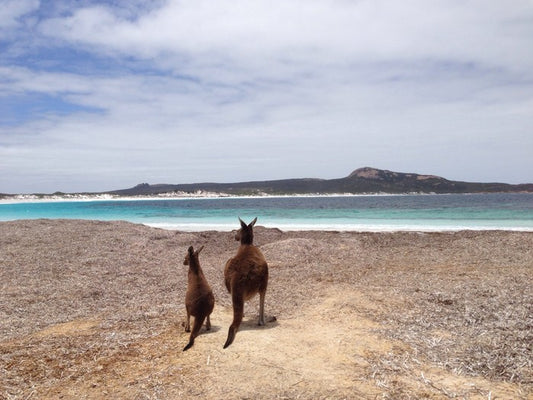 Beach kangaroos