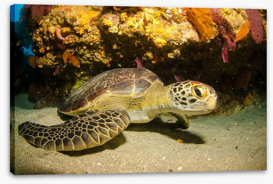 Fish / Aquatic