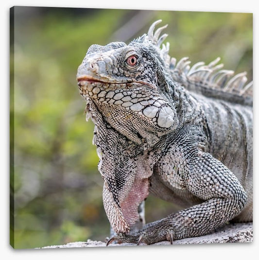 Reptiles / Amphibian