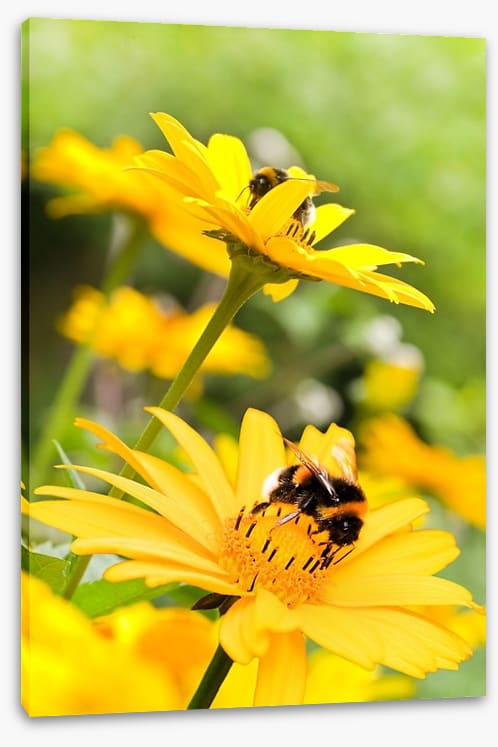 Sunflower nectar