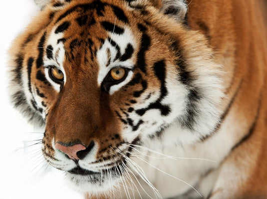 Siberian stare