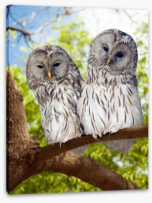 Grey owls
