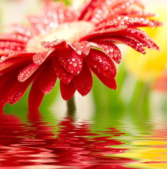 Red gerbera drops