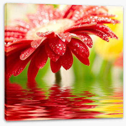 Red gerbera drops