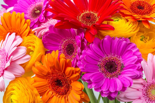 The gerbera crowd