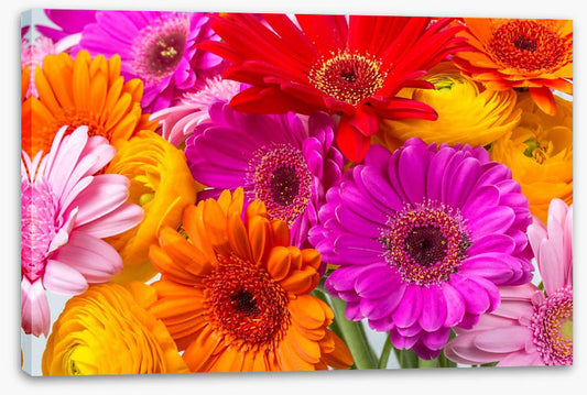 The gerbera crowd