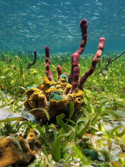 Underwater