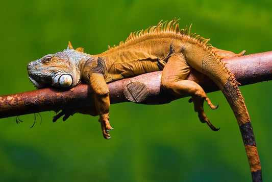 Reptiles / Amphibian