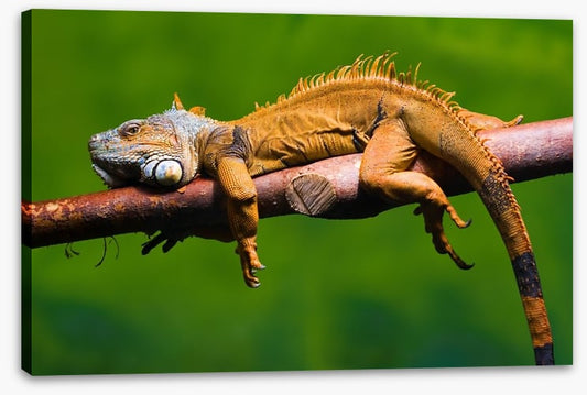 Reptiles / Amphibian