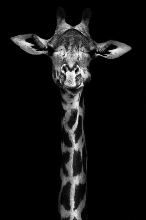 Giraffe in black and white