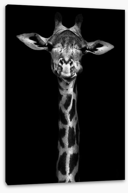 Giraffe in black and white
