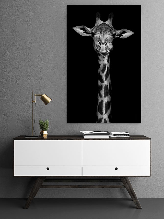 Giraffe in black and white
