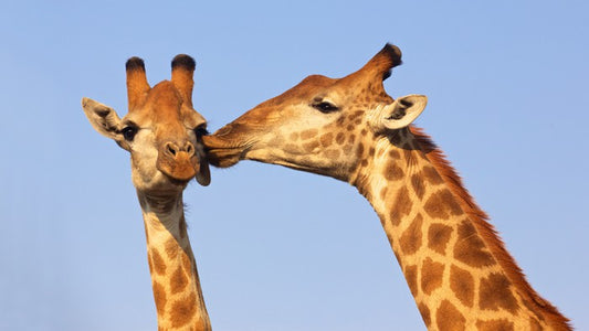 Giraffe kiss