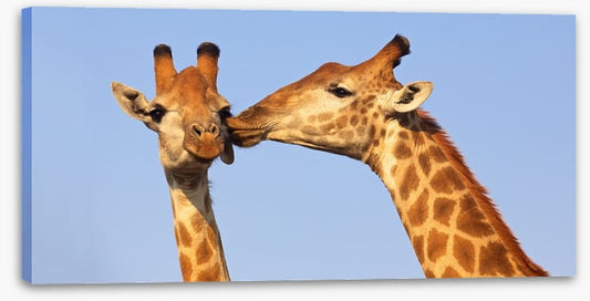 Giraffe kiss